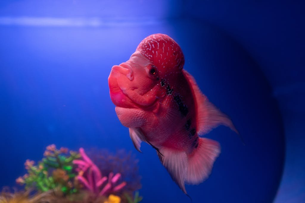 A vivid and colorful flowerhorn fish swimming in a clear blue aquarium.