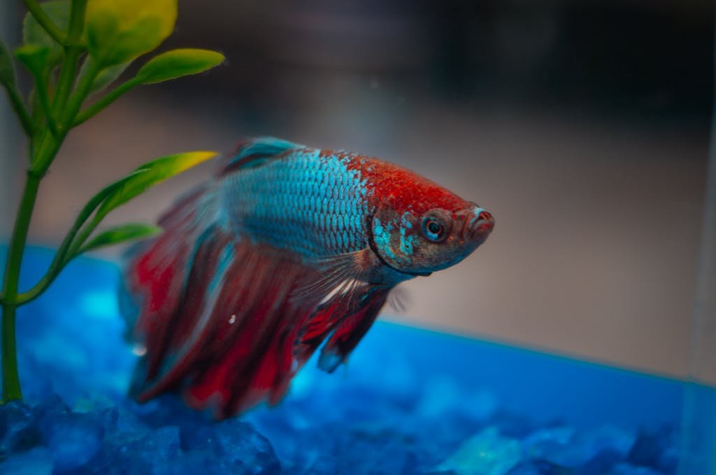 Close-up of a colorful Betta fish showcasing intricate details and vibrant hues in an aquarium setting.