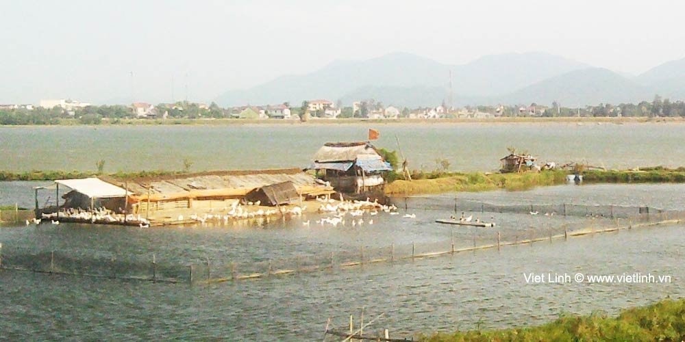 Farmings in Nghe An Province – Vietnam