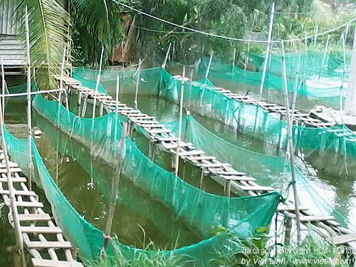 Fish farming in Binh Chanh District, HCMC (Viet Nam)