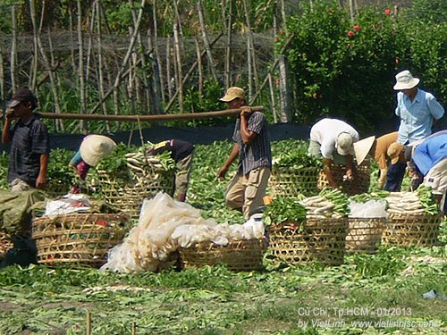 Agricultural Production, Cultivation and Livestock in Cu Chi District, HCMC (Vietnam)