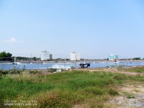 Swiftlet and Shrimp Farming in Can Gio (HCMC, Viet Nam)