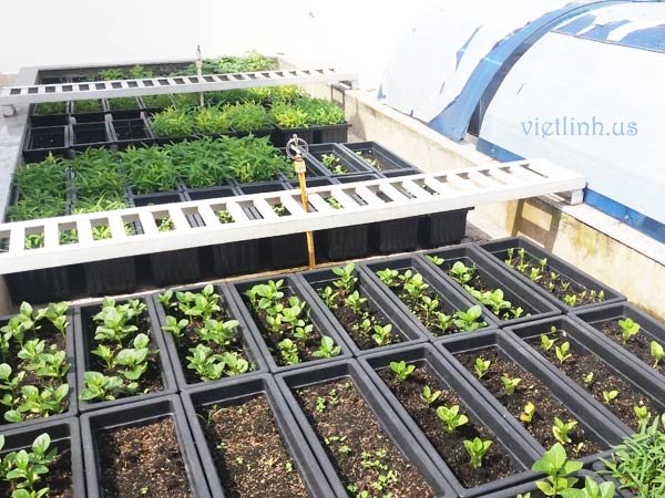 Urban home farming trends