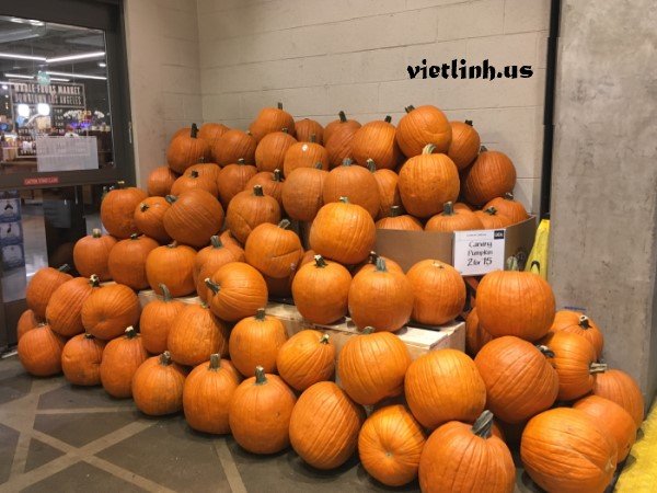 Pumpkin contains necessary nutrients