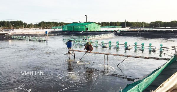 A shrimp farm in Ca Mau (Viet Nam) 