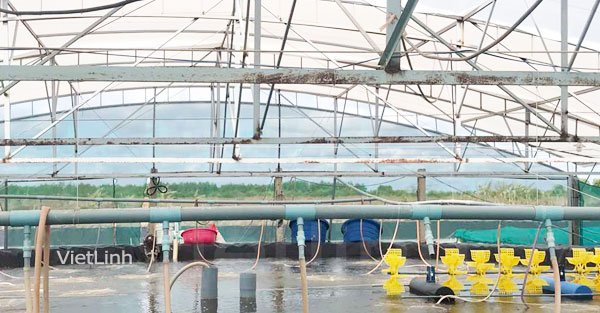 Shrimp farming techniques during cold season