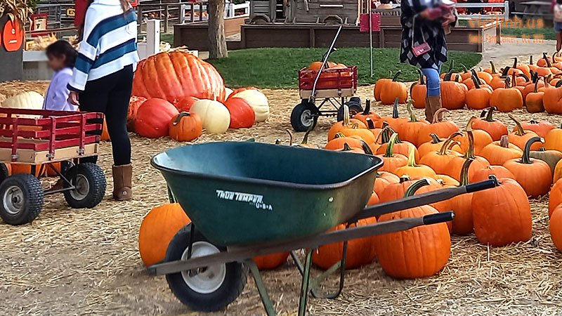 Pumpkins Sold at Underwood Family Farms in Somis (Ventura, California, USA) 