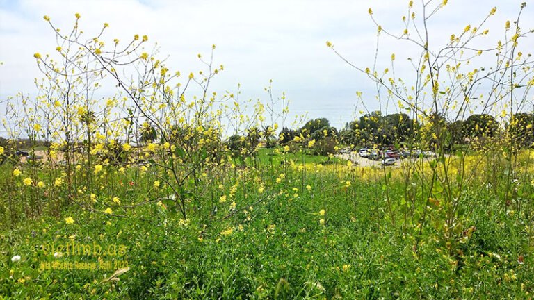 Alta Vicente Reserve – The Flora