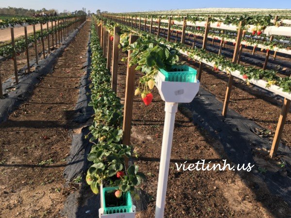 Tanaka Farms – An attractive destination