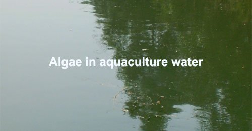 Algae in aquaculture water
