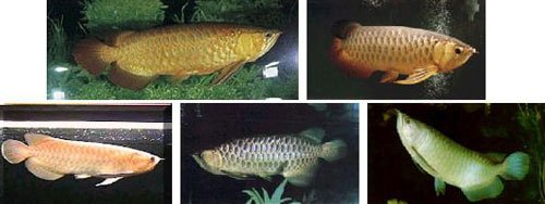 Arowana