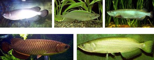 Australian Arowana