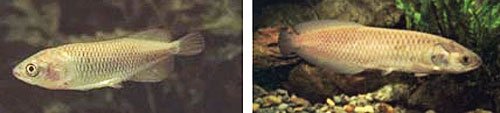 African Arowana