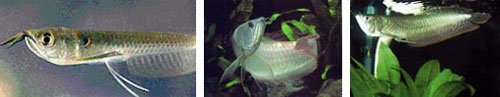 Silver Arowana