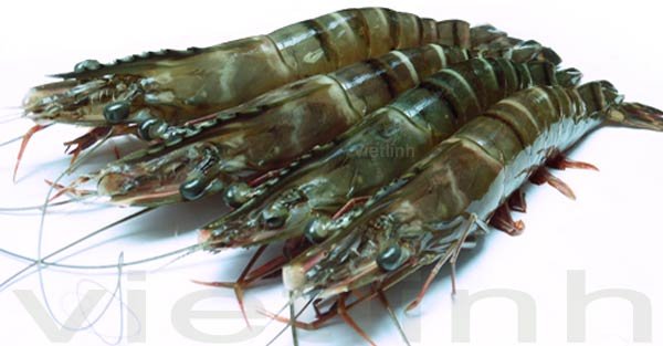Technological process for industrial black tiger prawn farming