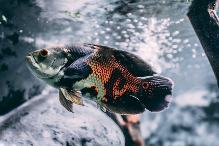 Close-up of a colorful oscar fish swimming gracefully underwater.