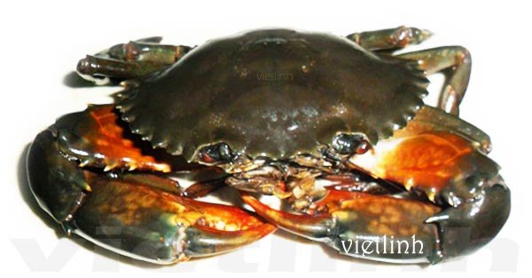 Crab – Shrimp polyculture