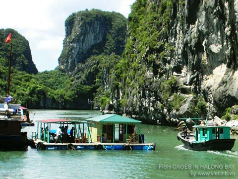 Fish Cages in Halong Bay