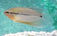 Pearl Gourami