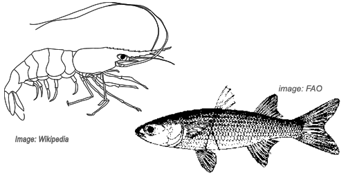 Flathead grey mullet – Shrimp polyculture 