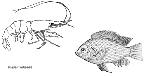 Tilapia – Shrimp polyculture