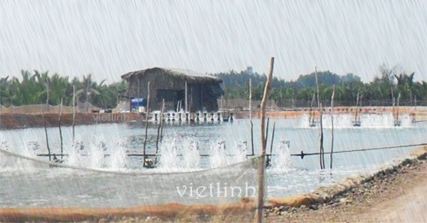 Some attentions for shrimp farming during transition of hot, sunny weather with rain