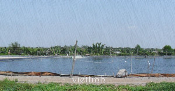 Shrimp farming during tropical depressions 