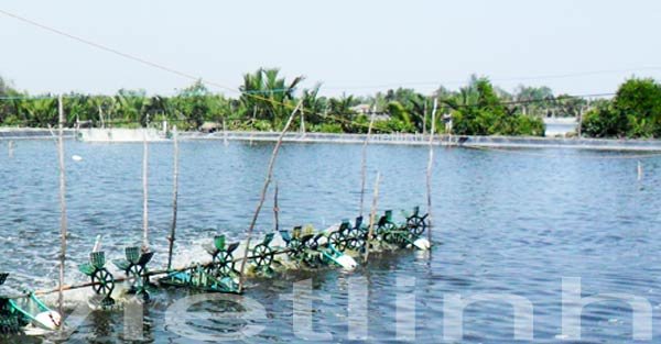 How to reduce the cost of shrimp farming?