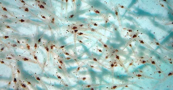 Selecting shrimp breeds and stocking