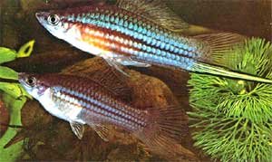 Swordtail fish