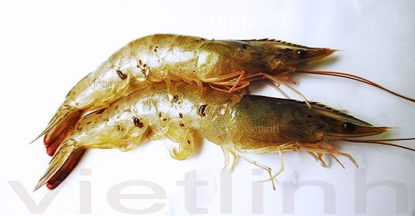 Surface fouling diseases