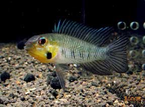 Yellow Dwarf Cichlid