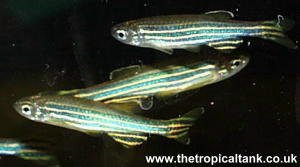 Danio rerio (Zebra Danio)